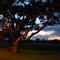 Nice looking tree at sunset