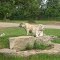 White Tigers at African Lion Safari