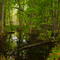 Swamp Winter