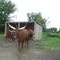 big horn bulls