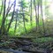 Simcoe County Forest