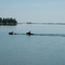 Moose in the Bay