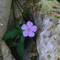 'Tween Roots and Rocks...