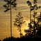 Florida's Sunset