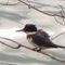 Kingfisher