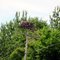 Eagle nest build on a pole
