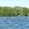 Swans near Ram Island