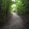 Forest walking path