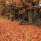 Wooden fence and fallen leaves