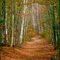 In the Forest in November, Mono Cliff Park