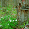 Where Trilliums Bloom