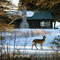 Deer's Domain
