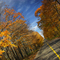 Forest Highway