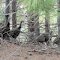 Group of Wild Turkeys Running Away From Me, in Ontario, Canada