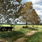 Hollandtown: Sundance Farm