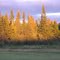 Sunlit Trees in Porcupine