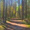 Hersey Lake Conservation Area Forest