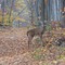 Deer in the woods