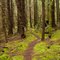 trail wiggling through the trees 2