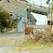 Doe off Smelter Avenue in Van Anda...
