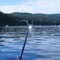 China Creek Sockeye