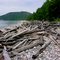 Driftwood on Pebble Beach