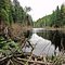 Beaver dam.