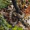 Rattle Snake, Georgian Bay, Ontario