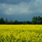 Farmers Fields