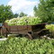 Calisanti's Tropical Garden, Ruthven, ON, Canada