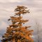 Larch in Autumn