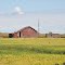 Old Barn and Perhaps Soybeans?