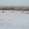 Winter Tranquility On The Prairie In Far West Edmonton Nov '10