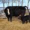 New calf