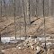 Drysdale's sugar bush. Tapping maple trees to make maple syrup,  one of the world's great luxuries.  Look for the steel buckets on the trees.