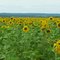 Manitoba Sunflowers
