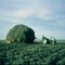 Loading hay stack near Pipestone, Manitoba