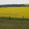 Lush Yellow  Flowers Along Priddis 22x Highway