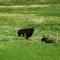 Calgary's Buffalo