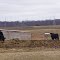 Cows in field