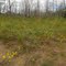 Golden Wildflowers And Green Grass In Place Of The Burnt Out Forest Of The Bruderheim Sand Hills Northeast of Edmonton Aug '11