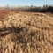 Contrasting Late Autumn Reds And Golds North of Bruderheim AB And Edmonton Nov '11