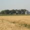 trigo 2008