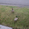 canard dans la cours 8 mai 2008-1