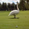 Club de golf Le Mirage