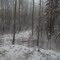 A Winter Wonderland In The Woods In Far Northwest Edmonton Nov '10