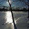 Trees on Ice