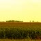 cornfields between Lowell and De Motte from Interstate 65