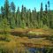 Marécage de forêt boréale n