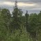Forest Age and Growth